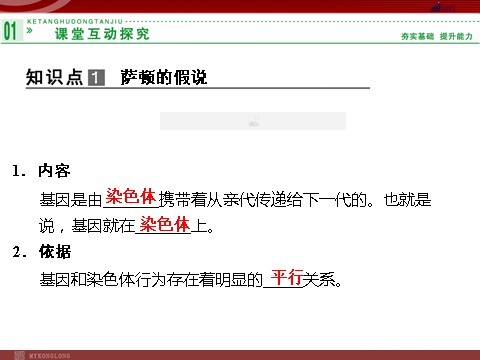 高中生物必修二高效课堂同步课件：2-2基因在染色体上（必修2）第4页