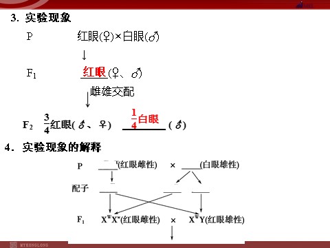 高中生物必修二高效课堂同步课件：2-2基因在染色体上（必修2）第9页