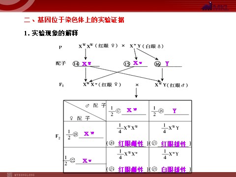 高中生物必修二【人教版】高中生物必修二《 2.2基因在染色体上》课件第3页