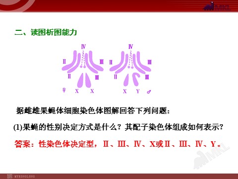 高中生物必修二第3讲  基因在染色体上和伴性遗传第10页