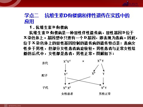 高中生物必修二【人教版】高中生物必修二《 2.3 伴性遗传》课件第10页