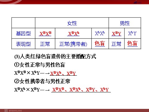 高中生物必修二高效课堂同步课件：2-3伴性遗传（必修2）第4页