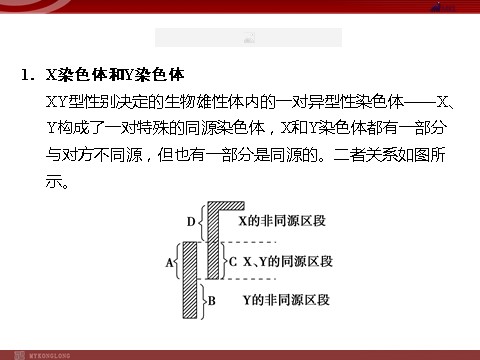 高中生物必修二高效课堂同步课件：2-3伴性遗传（必修2）第8页