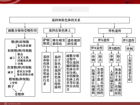 高中生物必修二高效课堂同步课件：章末整合2《基因与染色体的关系》（必修2）第2页