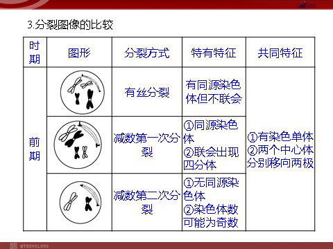 高中生物必修二高效课堂同步课件：章末整合2《基因与染色体的关系》（必修2）第6页