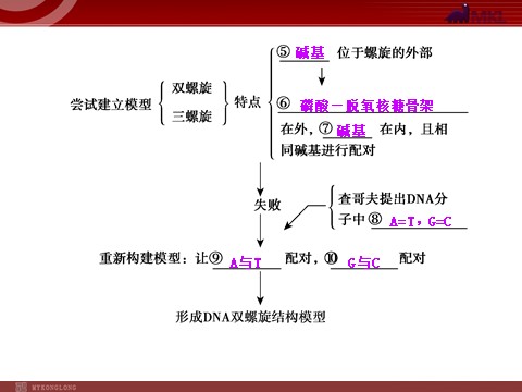 高中生物必修二【人教版】高中生物必修二《 3.2 DNA分子的结构》课件1第3页