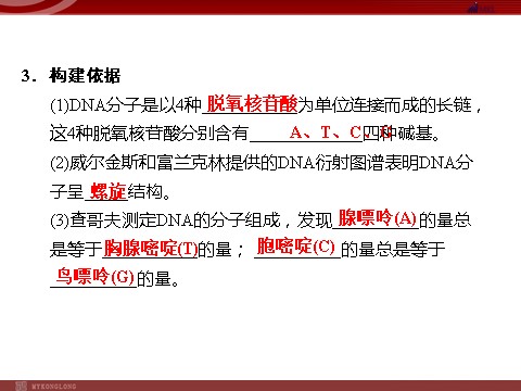 高中生物必修二高效课堂同步课件：3-2DNA分子的结构（必修2）第4页