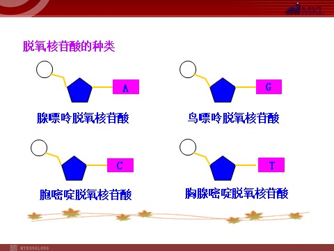 高中生物必修二高中生物同步课件：第3章 第2节  DNA分子的结构（人教版必修2）第6页