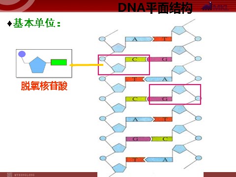 高中生物必修二【人教版】高中生物必修二《 3.2 DNA分子的结构》课件第10页