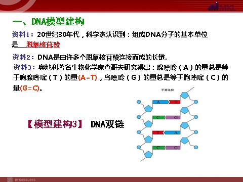 高中生物必修二【人教版】高中生物必修二《 3.2 DNA分子的结构》课件第6页