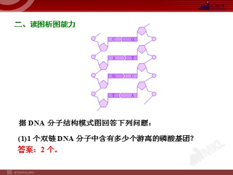 高中生物必修二第2讲  DNA分子的结构、复制与基因的本质第10页