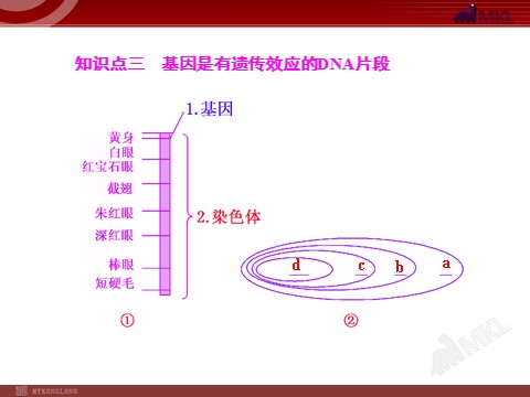 高中生物必修二第2讲  DNA分子的结构、复制与基因的本质第5页