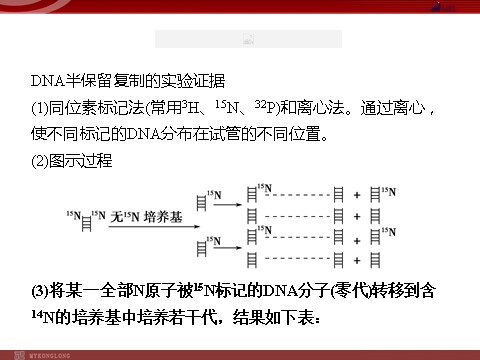 高中生物必修二高效课堂同步课件：3-3DNA的复制（必修2）第5页