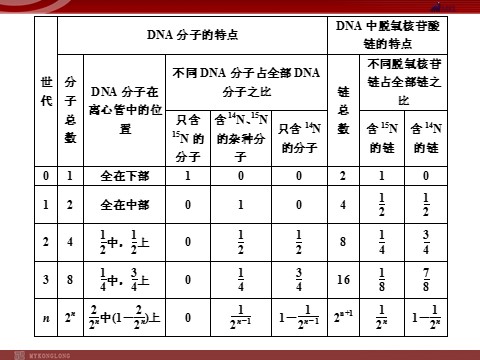 高中生物必修二高效课堂同步课件：3-3DNA的复制（必修2）第6页