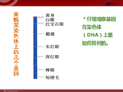 高中生物必修二【人教版】高中生物必修二《 3.4 基因是有遗传效应的DNA片段》课件第9页