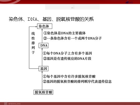 高中生物必修二高效课堂同步课件：3-4基因是有遗传效应的DNA片段（必修2）第10页