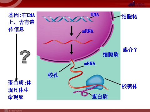 高中生物必修二高中生物同步课件：第4章 第1节  基因指导蛋白质的合成（人教版必修2）第4页