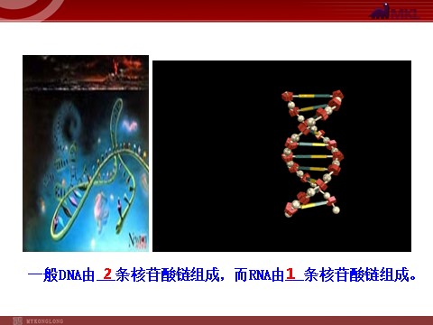 高中生物必修二高中生物同步课件：第4章 第1节  基因指导蛋白质的合成（人教版必修2）第6页