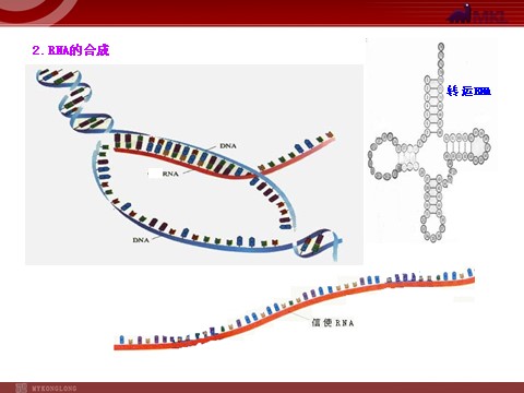 高中生物必修二高中生物同步课件：第4章 第1节  基因指导蛋白质的合成（人教版必修2）第8页