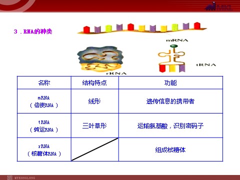 高中生物必修二高中生物同步课件：第4章 第1节  基因指导蛋白质的合成（人教版必修2）第9页