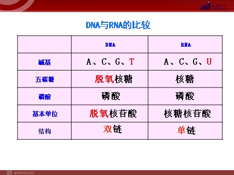 高中生物必修二【人教版】高中生物必修二《 4.1 基因指导蛋白质的合成》课件第3页