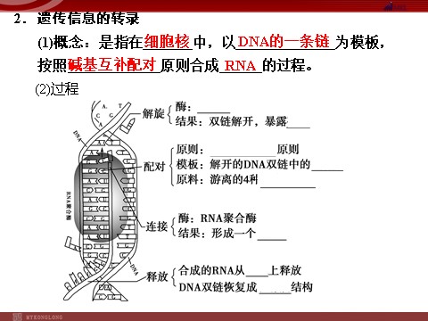 高中生物必修二高效课堂同步课件：4-1基因指导蛋白质的合成（必修2）第5页