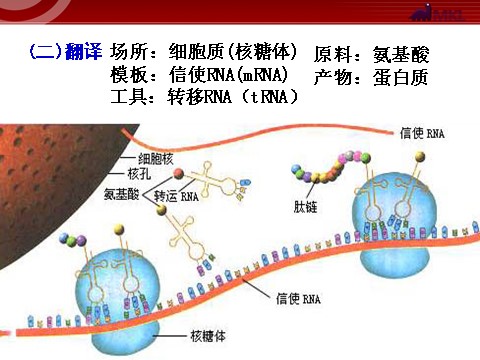 高中生物必修二【人教版】高中生物必修二《 4.2 基因对性状的控制》课件第5页