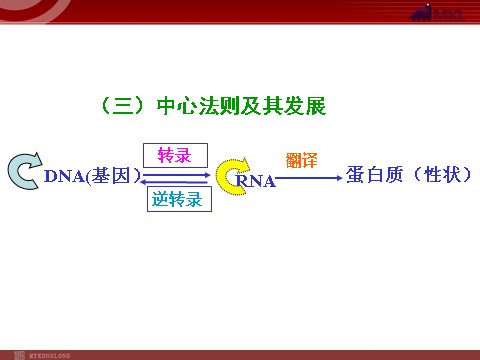 高中生物必修二【人教版】高中生物必修二《 4.2 基因对性状的控制》课件第6页