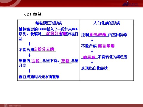 高中生物必修二【人教版】高中生物必修二《 4.2 基因对性状的控制》课件1第4页