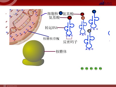 高中生物必修二高中生物同步课件：第4章 第2节  基因对性状的控制（人教版必修2）第3页