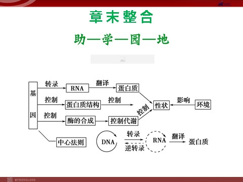 高中生物必修二高效课堂同步课件：章末整合4《基因的表达》（必修2）第1页