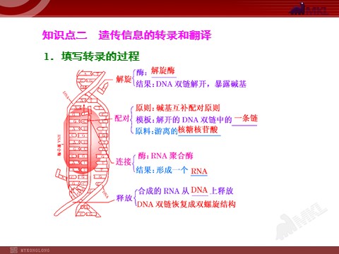 高中生物必修二第3讲  基因的表达第3页