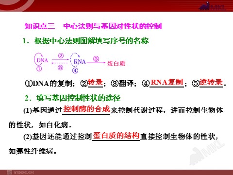 高中生物必修二第3讲  基因的表达第5页