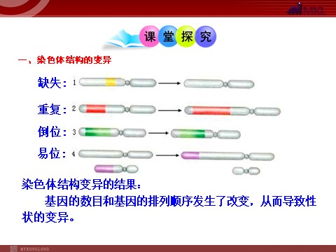 高中生物必修二高中生物同步课件：第5章 第2节  染色体变异（人教版必修2）第4页