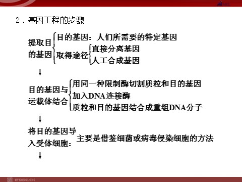 高中生物必修二高效课堂同步课件：6-2基因工程及其应用（必修2）第10页