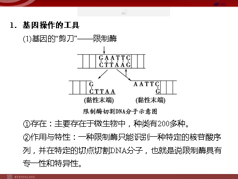 高中生物必修二高效课堂同步课件：6-2基因工程及其应用（必修2）第7页