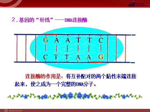 高中生物必修二高中生物同步课件：第6章 第2节  基因工程及其应用（人教版必修2）第7页