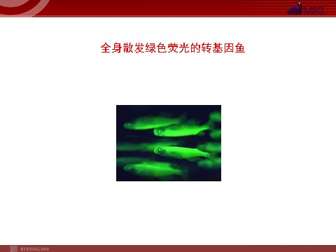 高中生物必修二【人教版】高中生物必修二《 6.2 基因工程及其应用》课件第7页