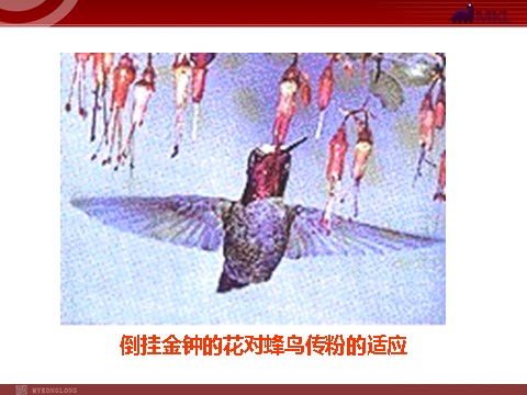 高中生物必修二【人教版】高中生物必修二《 7.2.3 共同进化与生物多样性的形成》课件第4页