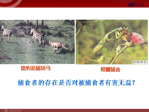 高中生物必修二【人教版】高中生物必修二《 7.2.3 共同进化与生物多样性的形成》课件第5页