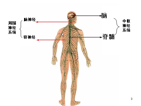 高中生物必修三必修3 稳态与环境2.1通过神经系统的调节第3页