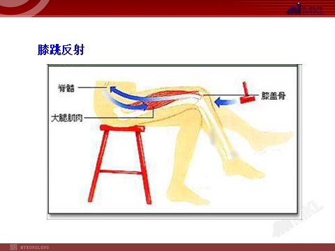 高中生物必修三高中生物PPT授课课件（人教版必修3）2.1通过神经系统的调节第5页