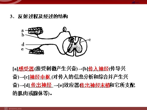 高中生物必修三高效课堂同步课件：2-1通过神经系统的调节（必修3）第4页