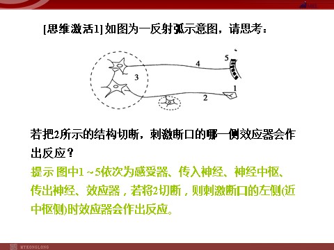 高中生物必修三高效课堂同步课件：2-1通过神经系统的调节（必修3）第5页