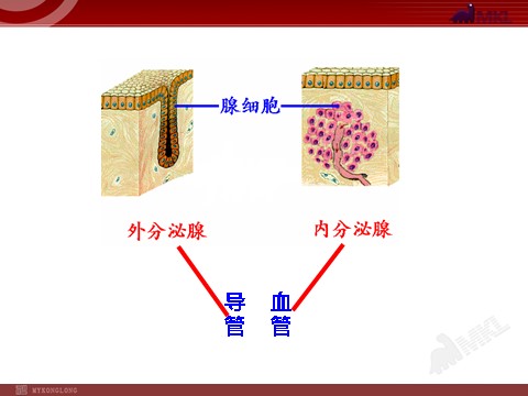 高中生物必修三高中生物PPT授课课件（人教版必修3）2.2通过激素的调节第9页