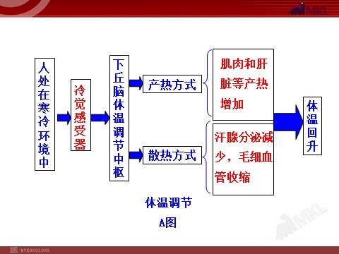 高中生物必修三高中生物PPT授课课件（人教版必修3）2.3神经调节与体液调节的关系第7页