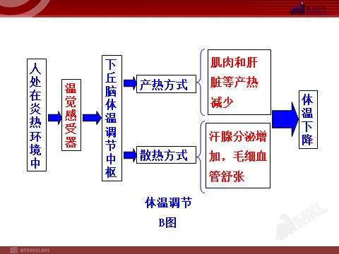 高中生物必修三高中生物PPT授课课件（人教版必修3）2.3神经调节与体液调节的关系第8页