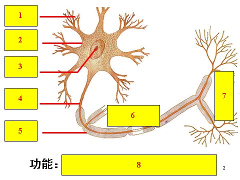 高中生物必修三必修3 稳态与环境2.3 神经调节与体液调节的关系第2页