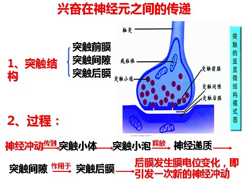 高中生物必修三必修3 稳态与环境2.3 神经调节与体液调节的关系第8页