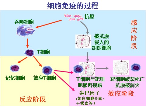 高中生物必修三必修3 稳态与环境2.4免疫调节（第二课时）第5页